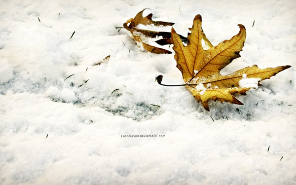 winter-fall.jpg