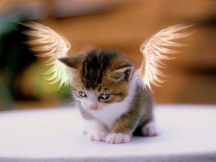 angel_kitty_desktopnexus11_com_ahriggari.jpg