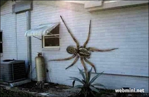 거미.jpg